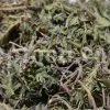 Persian Zizizphora for sale. Bulk Ziziphora tenuior dried leaves. Buy Persian Ziziphora. Ziziphora tenuior dried leaves wholesale price.