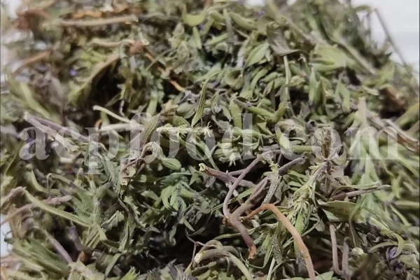 Persian Zizizphora for sale. Bulk Ziziphora tenuior dried leaves. Buy Persian Ziziphora. Ziziphora tenuior dried leaves wholesale price.