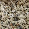 Echinops pungens manna for sale. Manna of Echinops in bulk. Globe Thistle manna wholesale price. Buy Trehala manna. Trehala Beetle Cocoon purchase.