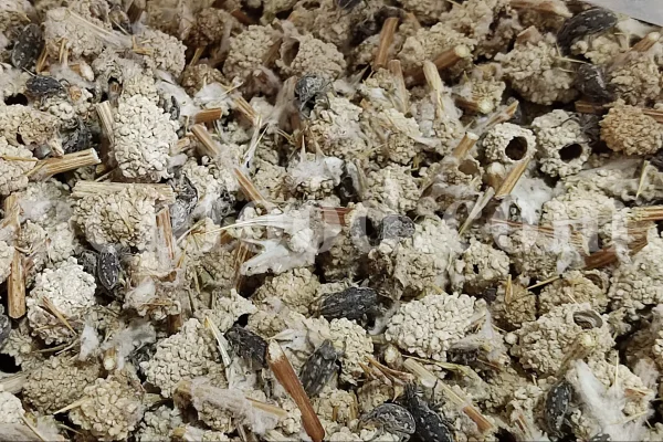 Echinops pungens manna for sale. Manna of Echinops in bulk. Globe Thistle manna wholesale price. Buy Trehala manna. Trehala Beetle Cocoon purchase.