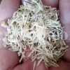Kuchla seeds for sale. Nux vomica price. Buy nux vomica. Nux vomica seeds for sale. Strychnos nux vomica wholesale. Kuchla price. Bulk kuchila seed.