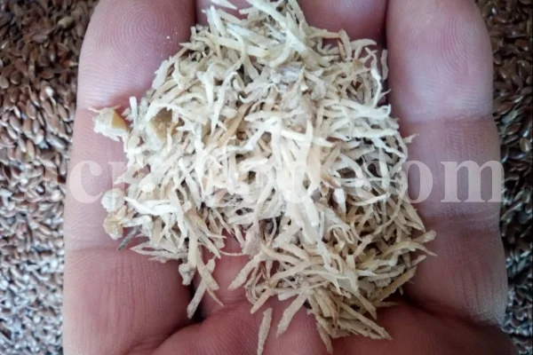 Kuchla seeds for sale. Nux vomica price. Buy nux vomica. Nux vomica seeds for sale. Strychnos nux vomica wholesale. Kuchla price. Bulk kuchila seed.