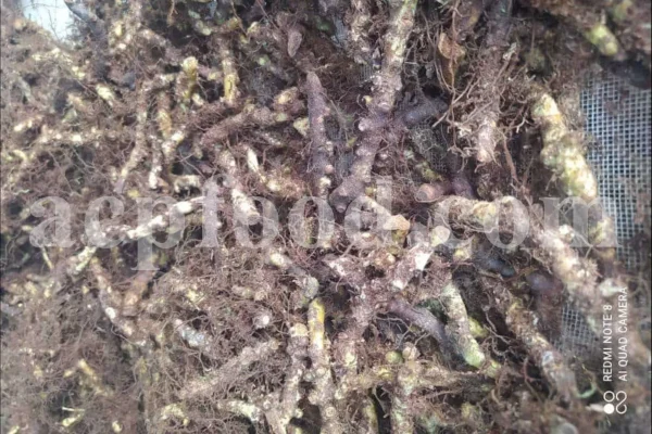 Polypodium vulgare root for sale. Bulk Polypody root. Common polypody wholesale. Buy golden maidenhair. Wall fern root for sale. Buy bisfaij. Common polypody fern price. Common polypody polypodium vulgare for sale. Fern polypodium vulgare purchase. Golden polypody fern root buy. Bulk polypodium vulgare root. Polypody fern root wholesale. Polypody fern for sale. Polypody vulgare. Polypody root for sale. Polypody fern for sale. Buy bisfaij herb.