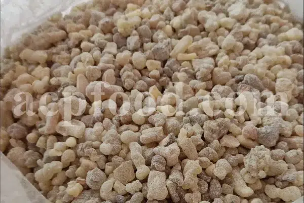 Frankincense wholesale price. Frankincense resin buy. Frankincense resin in bulk. Buy frankincense. Indian frankincense purchase. Boswellia Frankincense wholesale price. Frankincense near me. Boswellia Indian Frankincense. Buy Boswellia serrata olibanum.