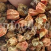 Chinese Lantern for sale. Buy Chinese Lantern. Physalis alkekengi wholesale price. Alkekengi fruit purchase. Alkekengi physalis for sale. Buy Bladder Cherry. Bulk Chinese Lantern Cherry. Ground Cherry Chinese Lantern purchase. Chinese Lantern seedling wholesale price. Physalis alkekengi seeds wholesale price.