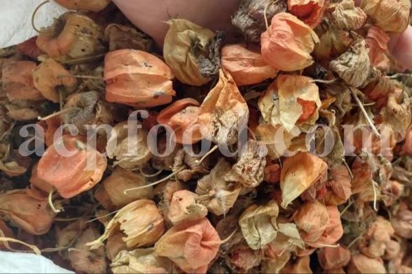 Chinese Lantern for sale. Buy Chinese Lantern. Physalis alkekengi wholesale price. Alkekengi fruit purchase. Alkekengi physalis for sale. Buy Bladder Cherry. Bulk Chinese Lantern Cherry. Ground Cherry Chinese Lantern purchase. Chinese Lantern seedling wholesale price. Physalis alkekengi seeds wholesale price.