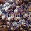 Centaurea cyanus flowers for sale. Buy Cornflower. Cornflower petals wholesale. Dried cornflower in bulk. Bachelor's button dried flowers. Buy blue cornflower. Corn flowers price. Dried cornflowers for sale. Cornflower blue flowers in bulk. Blue cornflower flower. Cornflower price.