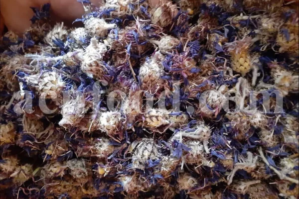 Centaurea cyanus flowers for sale. Buy Cornflower. Cornflower petals wholesale. Dried cornflower in bulk. Bachelor's button dried flowers. Buy blue cornflower. Corn flowers price. Dried cornflowers for sale. Cornflower blue flowers in bulk. Blue cornflower flower. Cornflower price.