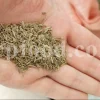 Whole Cumin seeds for sale. Bulk Cumin. Cumin seeds price. Buy Cumin seeds. Cumin seeds for sale. Cumin seeds near me. Bulk Cumin seeds. White Cumin seeds wholesale price. Buy black and white Cumin seeds. White Jeera price. Where to buy Cumin seed.