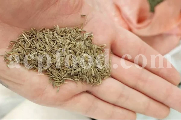 Whole Cumin seeds for sale. Bulk Cumin. Cumin seeds price. Buy Cumin seeds. Cumin seeds for sale. Cumin seeds near me. Bulk Cumin seeds. White Cumin seeds wholesale price. Buy black and white Cumin seeds. White Jeera price. Where to buy Cumin seed.