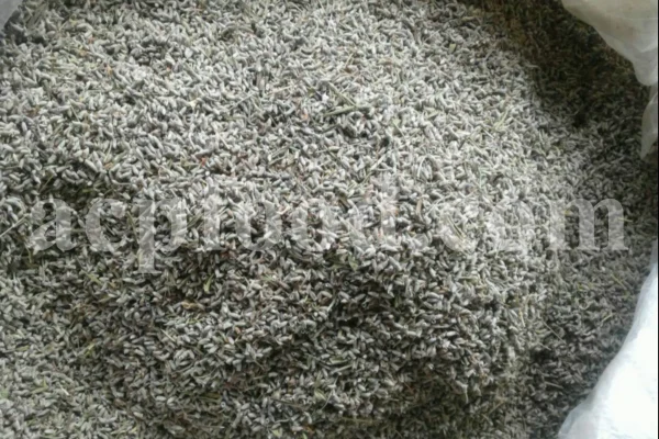 Dried Lavender for sale. Buy dried Lavender. Bulk Lavender. Lavender purchase. Buy Lavender seeds. Lavandula angustifolia for sale. Bulk culinary Lavender. Buy dried Lavender flowers. Buy Lavender to smoke. Lavandula for sale. Lavender to buy dried. English Lavender for sale.