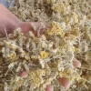 Yarrow for sale. Buy common yarrow. Bloodwort wholesale. Milfoil price. Dried yarrow for sale. Yarrow price. Dried yarrow flowers for sale. Yarrow tea where to buy. Achillea dried for sale. Buy yarrow tea. Bulk milfoil yarrow tea. White yarrow tea in bulk. Yarrow plant tea purchase. Milfoil tea price.