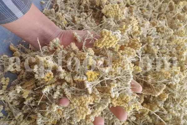 Yarrow for sale. Buy common yarrow. Bloodwort wholesale. Milfoil price. Dried yarrow for sale. Yarrow price. Dried yarrow flowers for sale. Yarrow tea where to buy. Achillea dried for sale. Buy yarrow tea. Bulk milfoil yarrow tea. White yarrow tea in bulk. Yarrow plant tea purchase. Milfoil tea price.
