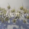 Blaukappe Sea Holly for sale. Buy Eryngium planum big blue. Buy Eryngium planum fluela. Eryngium planum leaves wholesale. Eryngo tea in bulk. Eryngium hobbit purchase. Seaside eryngo for sale.