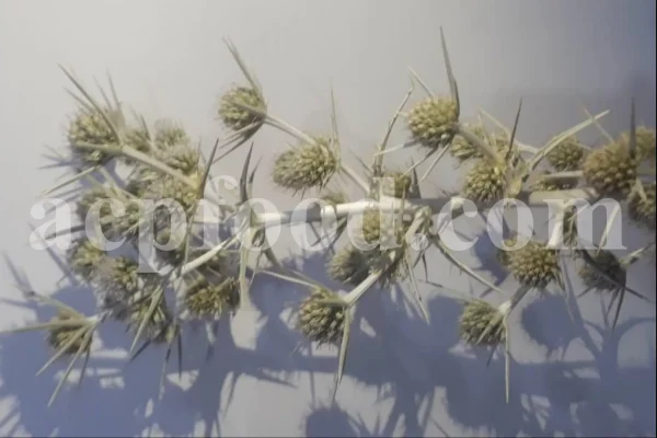 Blaukappe Sea Holly for sale. Buy Eryngium planum big blue. Buy Eryngium planum fluela. Eryngium planum leaves wholesale. Eryngo tea in bulk. Eryngium hobbit purchase. Seaside eryngo for sale.