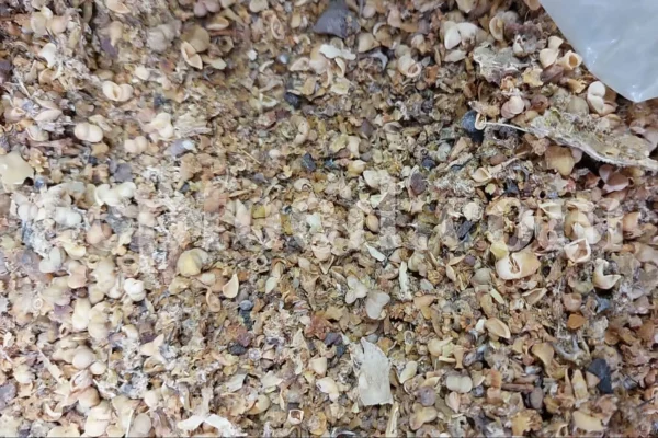 Euphorbia sap for sale. Bulk Euphorbia latex. Buy Euphorbia. Euphorbia milky sap purchase. Spurge for sale.