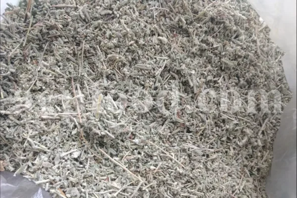 Felty germander wholesale. Buy Germander. Teucrium polium for sale. Bulk teucrium polium tea.