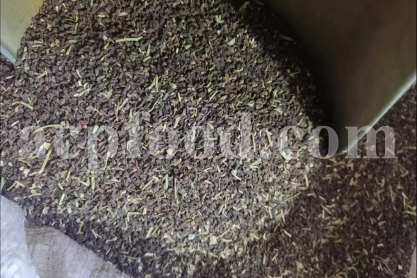 Wild Rue for sale. Buy Wild Rue seeds. Harmala seed in bulk. Buy Esfand seeds. Wild Rue Esphand. Peganum harmala seeds purchase. African Rue seeds for sale. Bulk Harmal peganum. Buy Syrian Rue. Harmel seed in bulk. Ispand for sale. Peganum harmala price.
