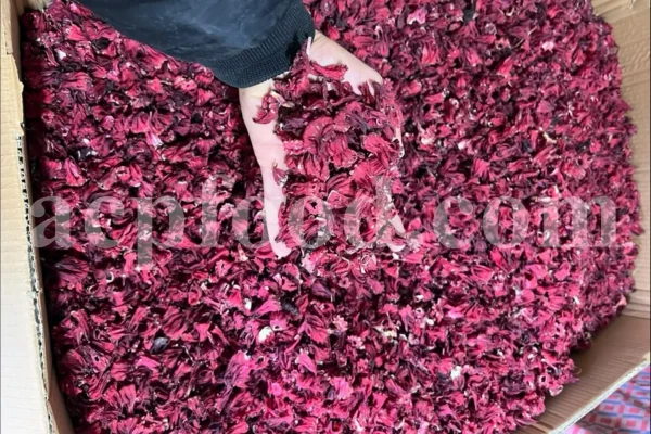 Roselle dried flowers for sale. Dried Rosella flowers. Roselle where to buy. Buy Hibiscus. Hibiscus purchase. Hibiscus flowers near me. Buy hardy Hibiscus. Buy Hibiscus flower. Hardy Hibiscus seeds for sale. Dried Hibiscus flowers wholesale. Whole dried Hibiscus flowers. Buy Hibiscus sabdariffa. Buy Rosella seeds. Hibiscus sabdariffa for sale. Buy Roselle hibiscus. Sorrel Hibiscus sabdariffa for sale.