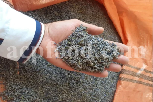 Dried Lavender for sale. Buy dried Lavender. Bulk Lavender. Lavender purchase. Buy Lavender seeds. Lavandula angustifolia for sale. Bulk culinary Lavender. Buy dried Lavender flowers. Buy Lavender to smoke. Lavandula for sale. Lavender to buy dried. English Lavender for sale.