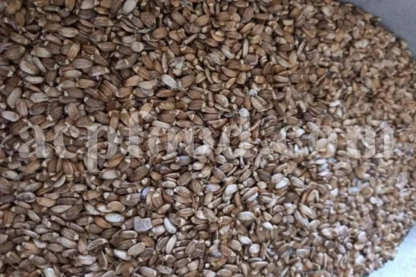 Milk Thistle seed for sale. Buy Milk Thistle seeds. Milk Thistle seeds wholesale price. Bulk Milk Thistle. Organic Milk Thistle seeds. Milk Thistle herbs for sale. Silybum marianum seeds purchase. Buy Blessed Thistle seeds. Cardo Mariano seeds in bulk. Thistle seedling in bulk. Silybum seeds buy. Holy Blessed milk thistle.