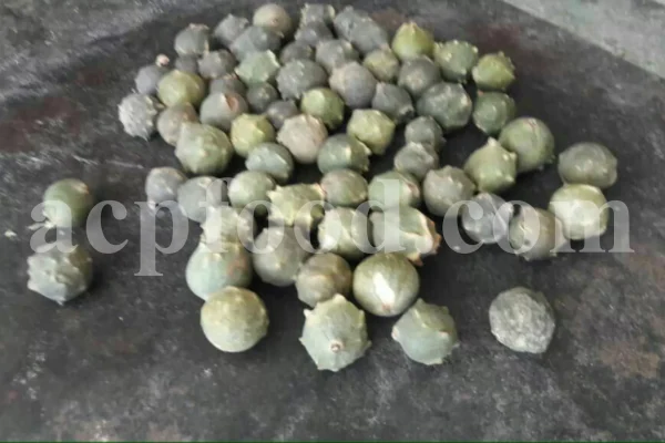 Oak galls wholesale. Acorn gall for sale. Buy acorn plum gall. Aleppo gall for sale. Aleppo oak galls in bulk. Apple gall price. Purchase apple oak gall. California oak galls for sale. Buy fuzzy oak gall. Bulk green oak gall. Oakgalls wholesale. Quercus infectoria gall price.