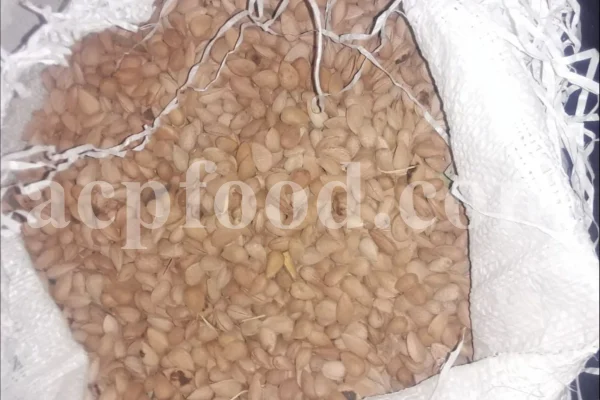 Prunus lycioides fruit for sale. Amygdalus lycioides fruit wholesale price. Buy mountain almond. Wild almond in bulk. Wild almond fruit puchase. Bulk wild almond seeds. Wild badam for sale.