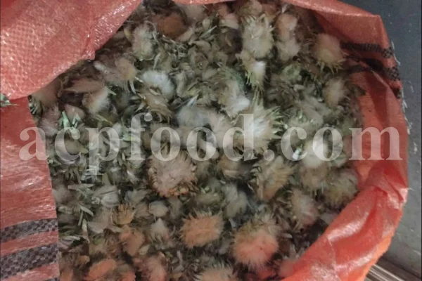Milk Thistle seed for sale. Buy Milk Thistle seeds. Milk Thistle seeds wholesale price. Bulk Milk Thistle. Organic Milk Thistle seeds. Milk Thistle herbs for sale. Silybum marianum seeds purchase. Buy Blessed Thistle seeds. Cardo Mariano seeds in bulk. Thistle seedling in bulk. Silybum seeds buy. Holy Blessed milk thistle.