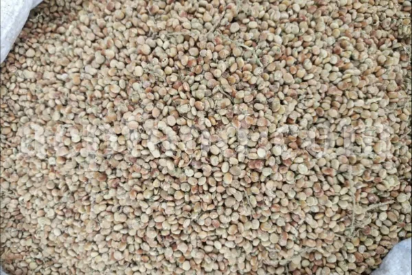 Red Sumac for sale. Buy brown Sumac. Dried Sumac wholesale price. Sumac order. Sumac powder price. Sicilian Sumac in bulk. Sumac Rhus coriaria purchase.