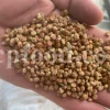 Red Sumac for sale. Buy brown Sumac. Dried Sumac wholesale price. Sumac order. Sumac powder price. Sicilian Sumac in bulk. Sumac Rhus coriaria purchase.
