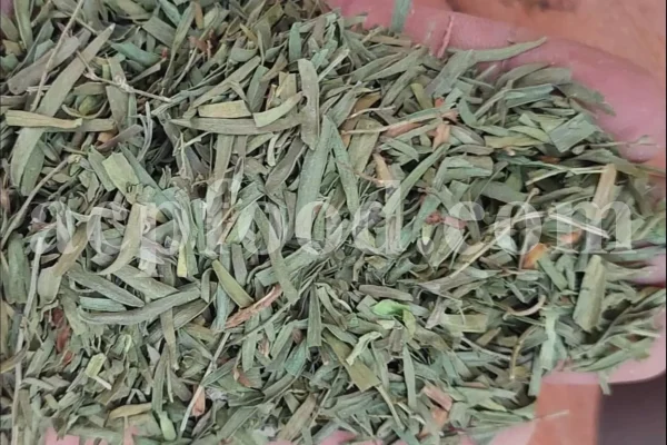Artemisia dracunculus for sale. Buy artemisia dracunculus tarragon. Tarragon mugwort wholesale. Dried tarragon in bulk. Tarragon for sale. Tarragon price. Dried tarragon tea purchase. Price of tarragon.