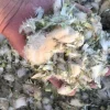 Milk Thistle seed for sale. Buy Milk Thistle seeds. Milk Thistle seeds wholesale price. Bulk Milk Thistle. Organic Milk Thistle seeds. Milk Thistle herbs for sale. Silybum marianum seeds purchase. Buy Blessed Thistle seeds. Cardo Mariano seeds in bulk. Thistle seedling in bulk. Silybum seeds buy. Holy Blessed milk thistle.