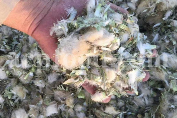 Milk Thistle seed for sale. Buy Milk Thistle seeds. Milk Thistle seeds wholesale price. Bulk Milk Thistle. Organic Milk Thistle seeds. Milk Thistle herbs for sale. Silybum marianum seeds purchase. Buy Blessed Thistle seeds. Cardo Mariano seeds in bulk. Thistle seedling in bulk. Silybum seeds buy. Holy Blessed milk thistle.