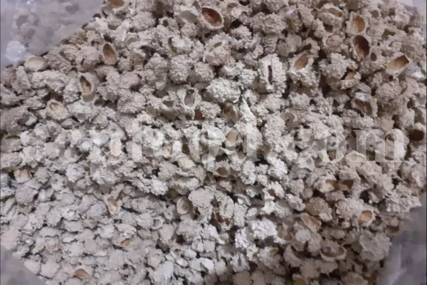 Echinops pungens manna for sale. Manna of Echinops in bulk. Globe Thistle manna wholesale price. Buy Trehala manna. Trehala Beetle Cocoon purchase.