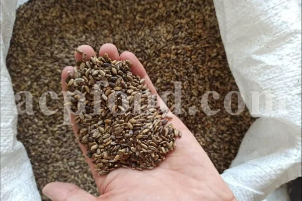 Milk Thistle seed for sale. Buy Milk Thistle seeds. Milk Thistle seeds wholesale price. Bulk Milk Thistle. Organic Milk Thistle seeds. Milk Thistle herbs for sale. Silybum marianum seeds purchase. Buy Blessed Thistle seeds. Cardo Mariano seeds in bulk. Thistle seedling in bulk. Silybum seeds buy. Holy Blessed milk thistle.
