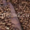 Prunus lycioides fruit for sale. Amygdalus lycioides fruit wholesale price. Buy mountain almond. Wild almond in bulk. Wild almond fruit puchase. Bulk wild almond seeds. Wild badam for sale.