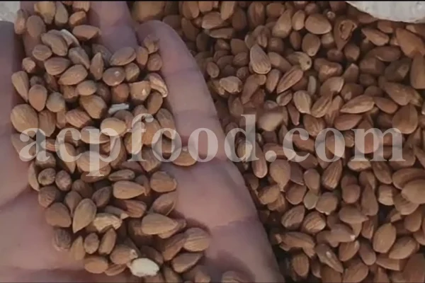Prunus lycioides fruit for sale. Amygdalus lycioides fruit wholesale price. Buy mountain almond. Wild almond in bulk. Wild almond fruit puchase. Bulk wild almond seeds. Wild badam for sale.