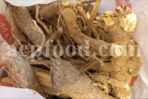 Calotropis gigantea for sale. Buy calotropis latex. Calotropis flowers wholesale. Calotropis gigantea leaves price. Calotropis milkweed for sale. White madar flower.