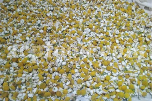 Dried chamomile for sale. Chamomile for sale. Buy chamomile. Bulk chamomile. Bulk chamomile tea. Dried chamomile flowers wholesale price. Buy chamomile tea. Dried chamomile flowers bulk.
