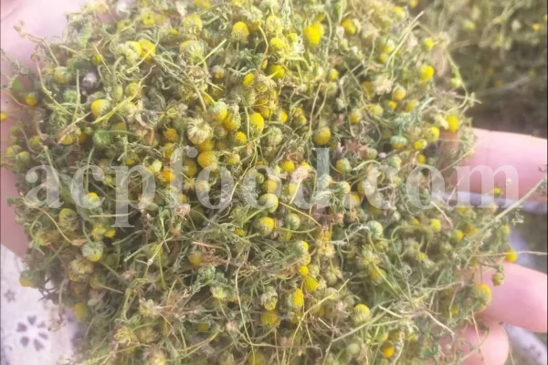 Dried chamomile for sale. Chamomile for sale. Buy chamomile. Bulk chamomile. Bulk chamomile tea. Dried chamomile flowers wholesale price. Buy chamomile tea. Dried chamomile flowers bulk.
