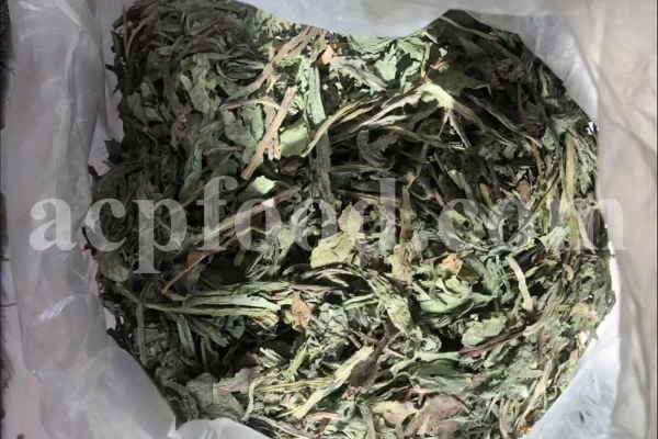Cichorium intybus tea. Cichorium intybus root. Dried chicory flowers for sale. Buy wild chicory leaves. Buy chicory. Chicory for sale. chicory price. Bulk chicory tea. Chicory root wholesale. Chicory root tea.