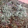 Cichorium intybus tea. Cichorium intybus root. Dried chicory flowers for sale. Buy wild chicory leaves. Buy chicory. Chicory for sale. chicory price. Bulk chicory tea. Chicory root wholesale. Chicory root tea.