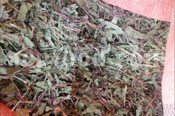 Cichorium intybus tea. Cichorium intybus root. Dried chicory flowers for sale. Buy wild chicory leaves. Buy chicory. Chicory for sale. chicory price. Bulk chicory tea. Chicory root wholesale. Chicory root tea.