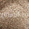 Bulk coriander seeds. Cilantro seeds bulk. Dhaniya wholesale price. Coriandrum sativum seeds. Coriandrum sativum cilantro. Coriandrum sativum coriander. Coriander seeds wholesale. Coriander seeds wholesale price.