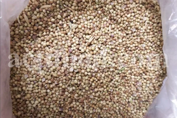 Bulk coriander seeds. Cilantro seeds bulk. Dhaniya wholesale price. Coriandrum sativum seeds. Coriandrum sativum cilantro. Coriandrum sativum coriander. Coriander seeds wholesale. Coriander seeds wholesale price.