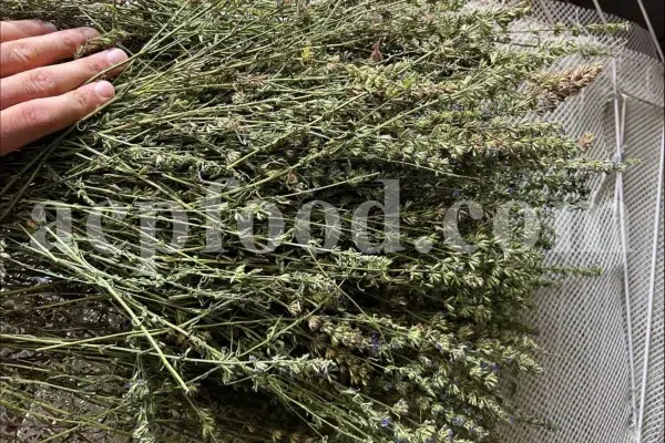 Hyssop wholesale. Hyssopus officinalis dried leaves. Common hyssop dried flowers. Buy hyssop. Hyssop for sale. Hyssop price. Agastache for sale. Hyssop seeds for sale. Buy hyssop near me. Hyssop buy online.