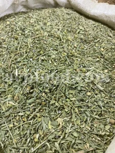 Common rue for sale. Buy ruta graveolens. Ruta graveolens for sale. Rue herb buy. Ruta graveolens near me. Ruta graveolens where to buy. Rue for sale. Rue price. Dried rue wholesale. Herb of grace rue. Buy common rue ruta graveolens. Common rue near me. Purchase common rue. Herb of grace for sale.