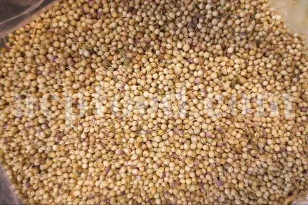 Bulk coriander seeds. Cilantro seeds bulk. Dhaniya wholesale price. Coriandrum sativum seeds. Coriandrum sativum cilantro. Coriandrum sativum coriander. Coriander seeds wholesale. Coriander seeds wholesale price.