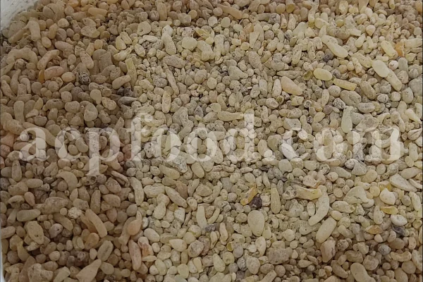 Cypress resin for sale. Buy cypress resin. Cypress gum wholesale price. Cupressus sempervirens gum purchase. Bulk Cupressus sempervirens resin.