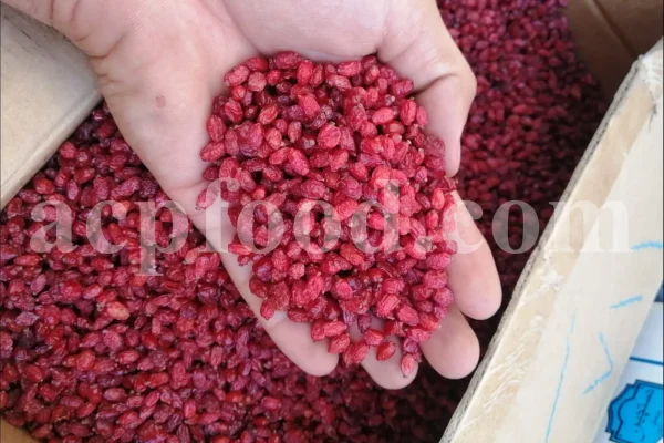 Dried barberry for sale. Buy dried barberry fruit. Zereshk berries wholesale price. Buy barberries. Dried barberries near me. Barberry dried spice for sale. Bulk zereshk fruit. Barberry for sale. Buy barberry. Barberry buy online. Barberry for sale near me. Barberry sale. Barberry to buy. Berberis for sale. Buy zereshk. Barberry dried fruit for sale.